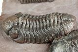 Five Trilobites (Four Species) in Association - Jorf, Morocco #334862-18